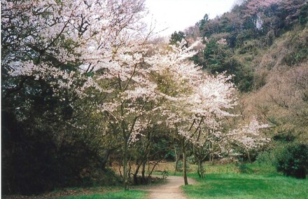 氷取沢市民の森の桜