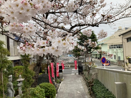 真照寺の桜