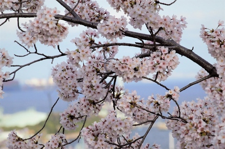 ブリリアシティ横浜磯子 プリンス坂の桜