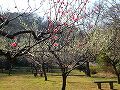 久良岐公園の梅の写真