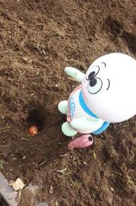 チューリップの球根を土に埋めるかめ太郎