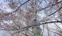 かめ太郎と桜の写真５