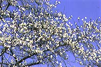 神奈川区の木「こぶし」の画像