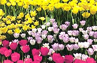 神奈川区の花「チューリップ」の画像