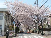 桜道の写真