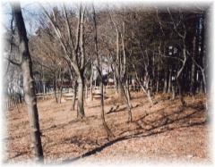 市沢ふれあいの樹林の写真