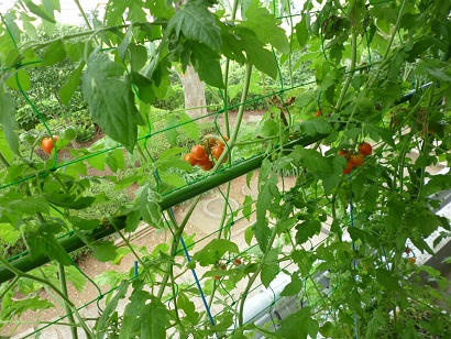 緑のカーテンミニトマトの写真