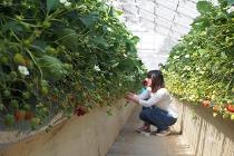 イチゴ収穫体験の写真