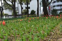 2020年3月17日の横浜公園のチューリップの写真3