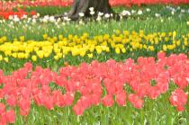 2020年4月3日の横浜公園のチューリップの写真4