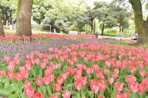 2020年4月7日の横浜公園のチューリップの写真3