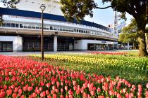 2020年4月10日の横浜公園のチューリップの写真4