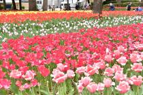2021年4月6日の横浜公園のチューリップの写真1
