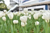 2021年4月6日の横浜公園のチューリップの写真2