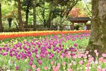 2021年4月8日の横浜公園のチューリップの写真4