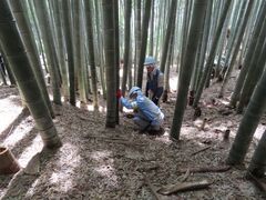 本郷ふじやま公園竹の間伐