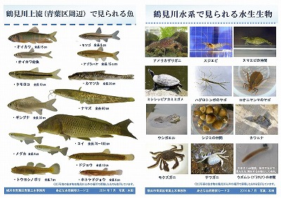 魚の観察カード