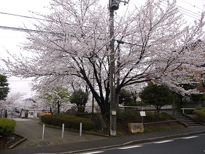 公園入口と桜の花です。