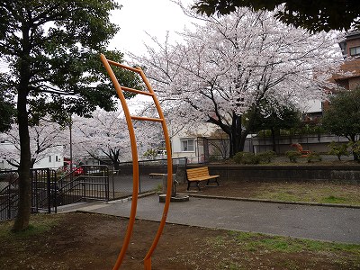 健康遊具と桜の花です。