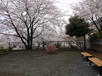 広場と桜の花です。