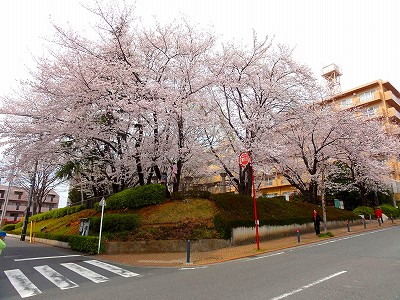 桜が咲き誇る公園です。