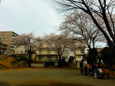 広場と桜です。