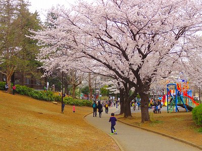 桜並木です。