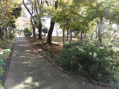 林の中の園路です。