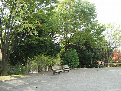 ケヤキとベンチです。