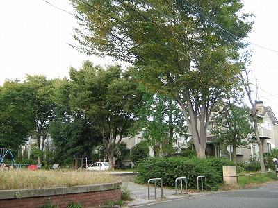 入口のケヤキです