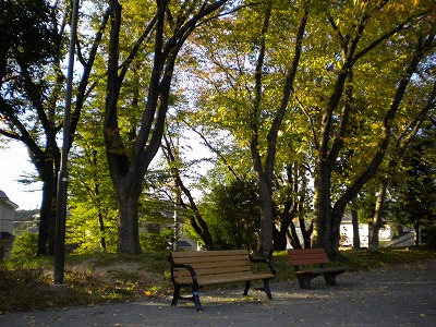 木陰のベンチです。