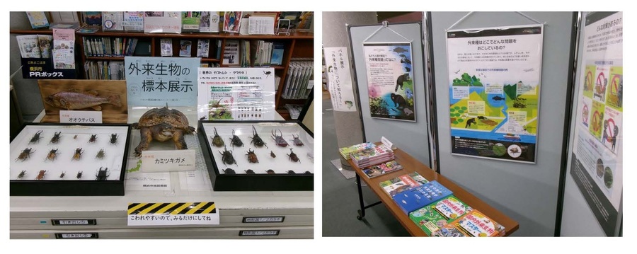 パネル展示「外来生物について知ろう！」