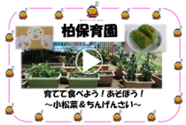 柏保育園「小松菜を育てて・・小松菜で遊ぼう！小松菜を食べよう！！食育の動画」の動画リンク