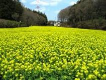 追分市民の森の菜の花