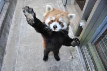 レッサーパンダ