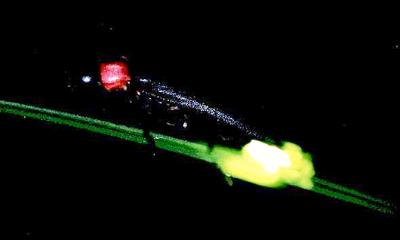 This is a photo of the firefly.