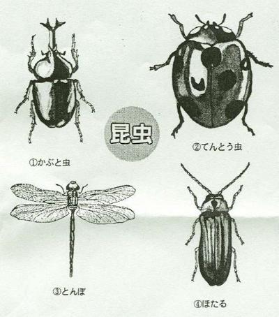 Es la fotografía del insecto del candidato