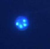 クリプトスポリジウム顕微鏡画像（スポロゾイドの核）