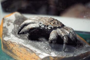 神取優弘マイスターの作品