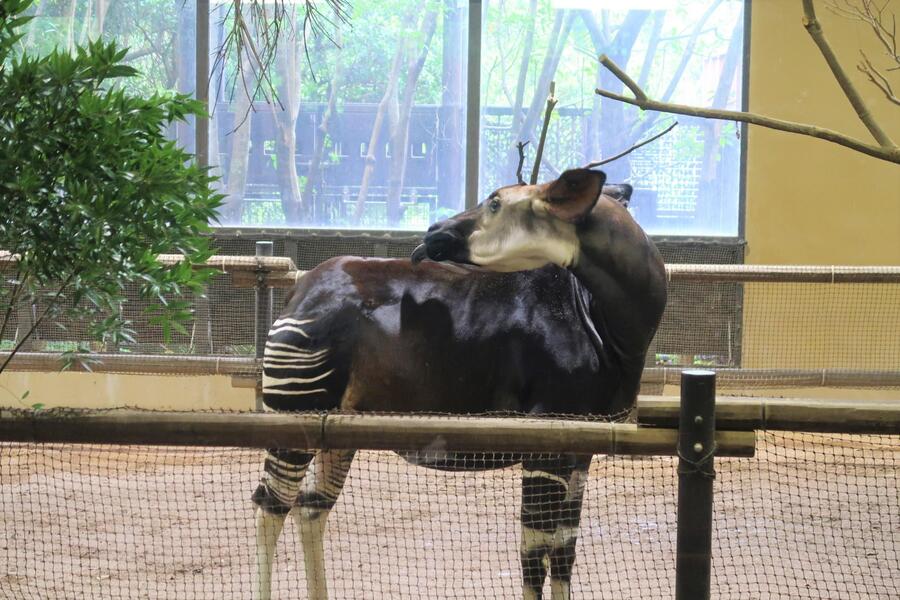 Okapi đang được chải chuốt