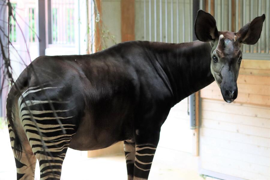 Okapi đực đang nghỉ ngơi trong chuồng thú