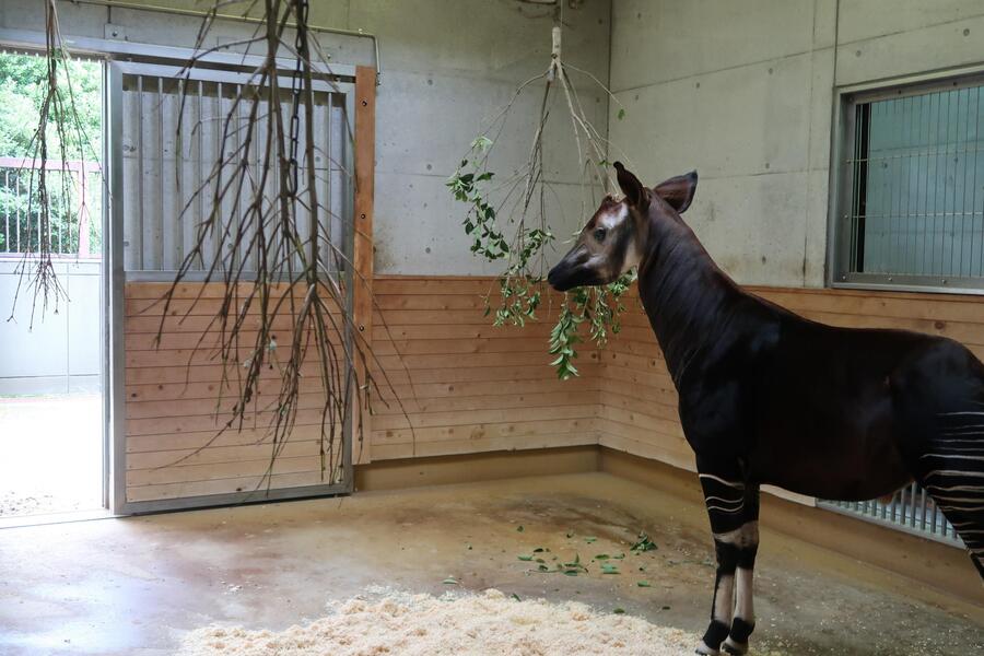 Okapi trong chuồng thú
