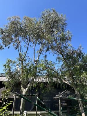 コアラハウス屋外