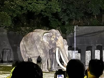 夜のインドゾウ