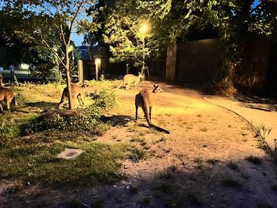 夜のカンガルー