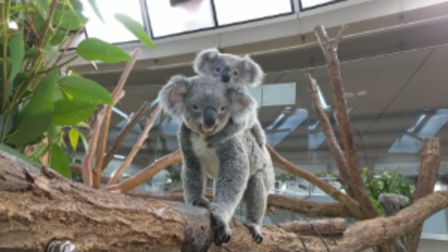 コアラ親子　おんぶ