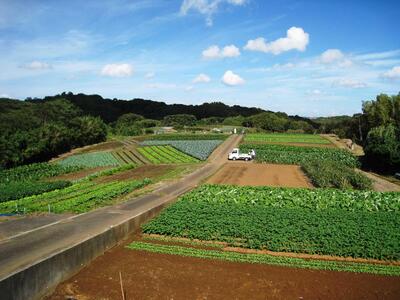畑が広がる風景