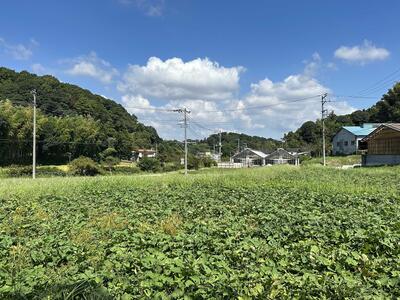 サツマイモ畑