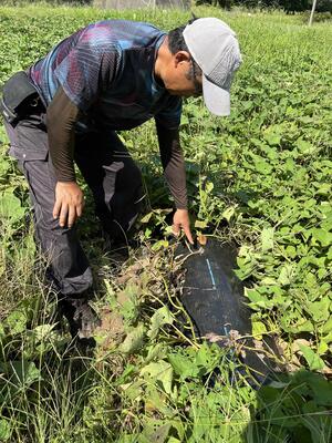 サツマイモ畑の畝の様子