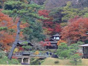 Vườn Sankeien và sự thay đổi màu sắc của lá mùa thu